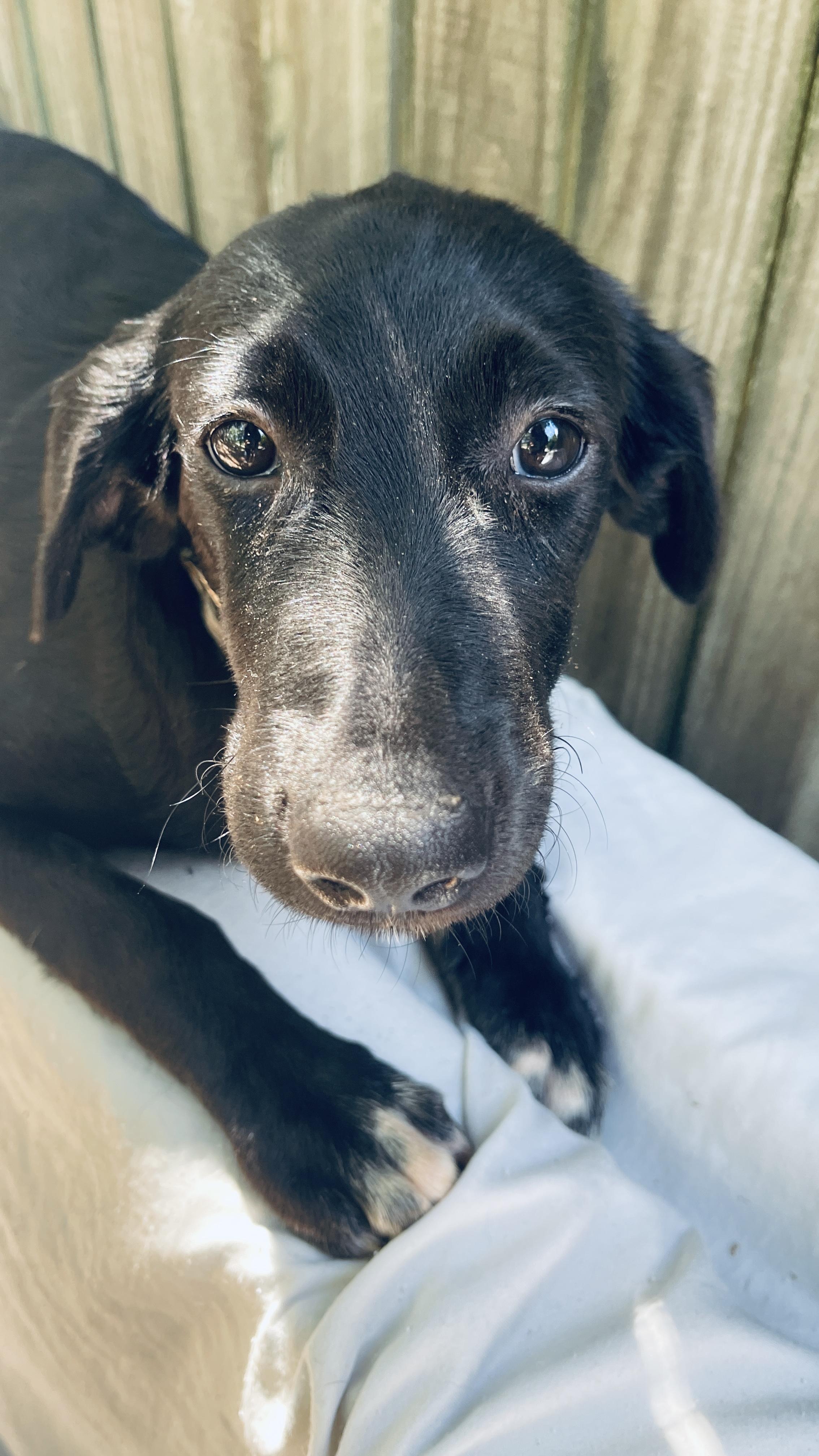 Carrie, a Adoptable mixed breed in Medfield, MA image 3/4