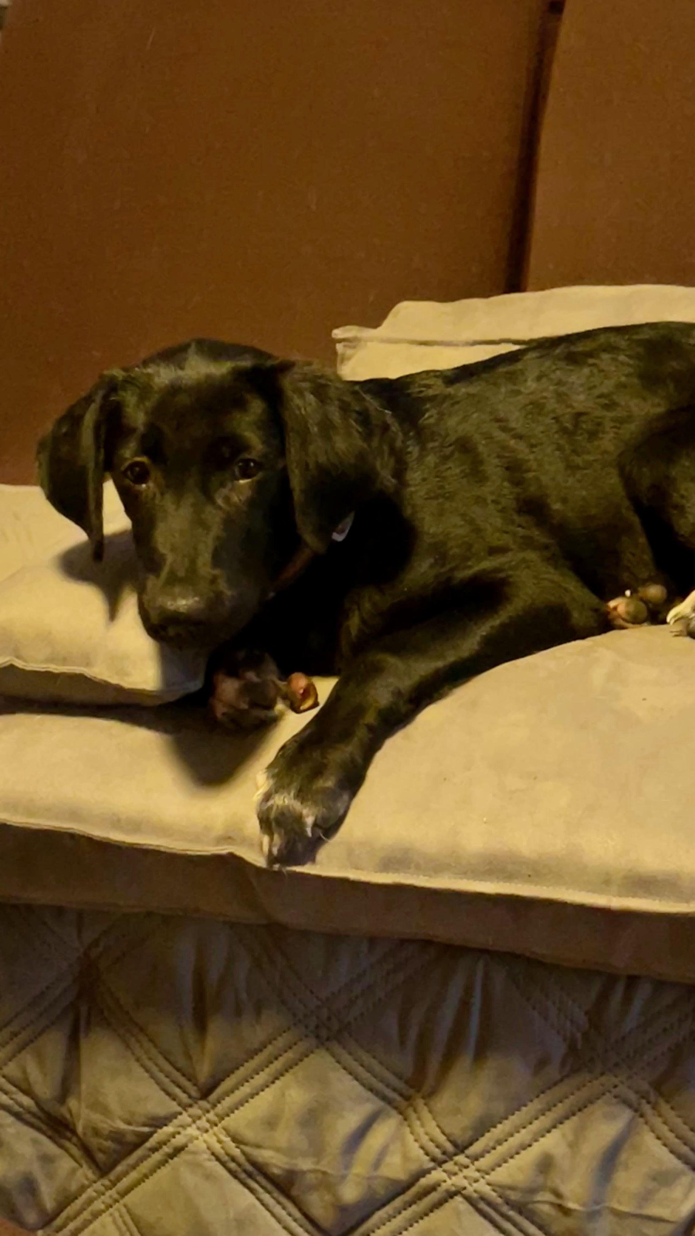 Carrie, a Adoptable mixed breed in Medfield, MA image 4/4