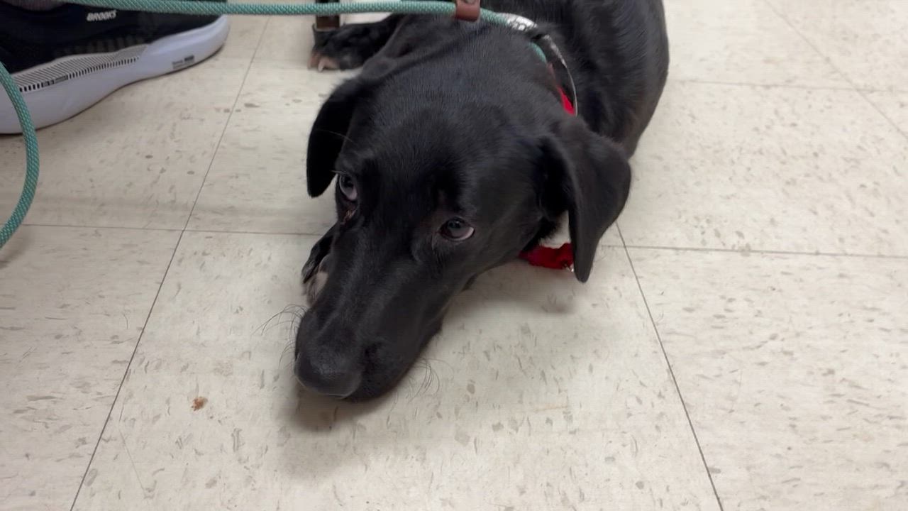 Enlarge Carrie - Come Meet Me!, a Adoptable mixed breed video 5/5