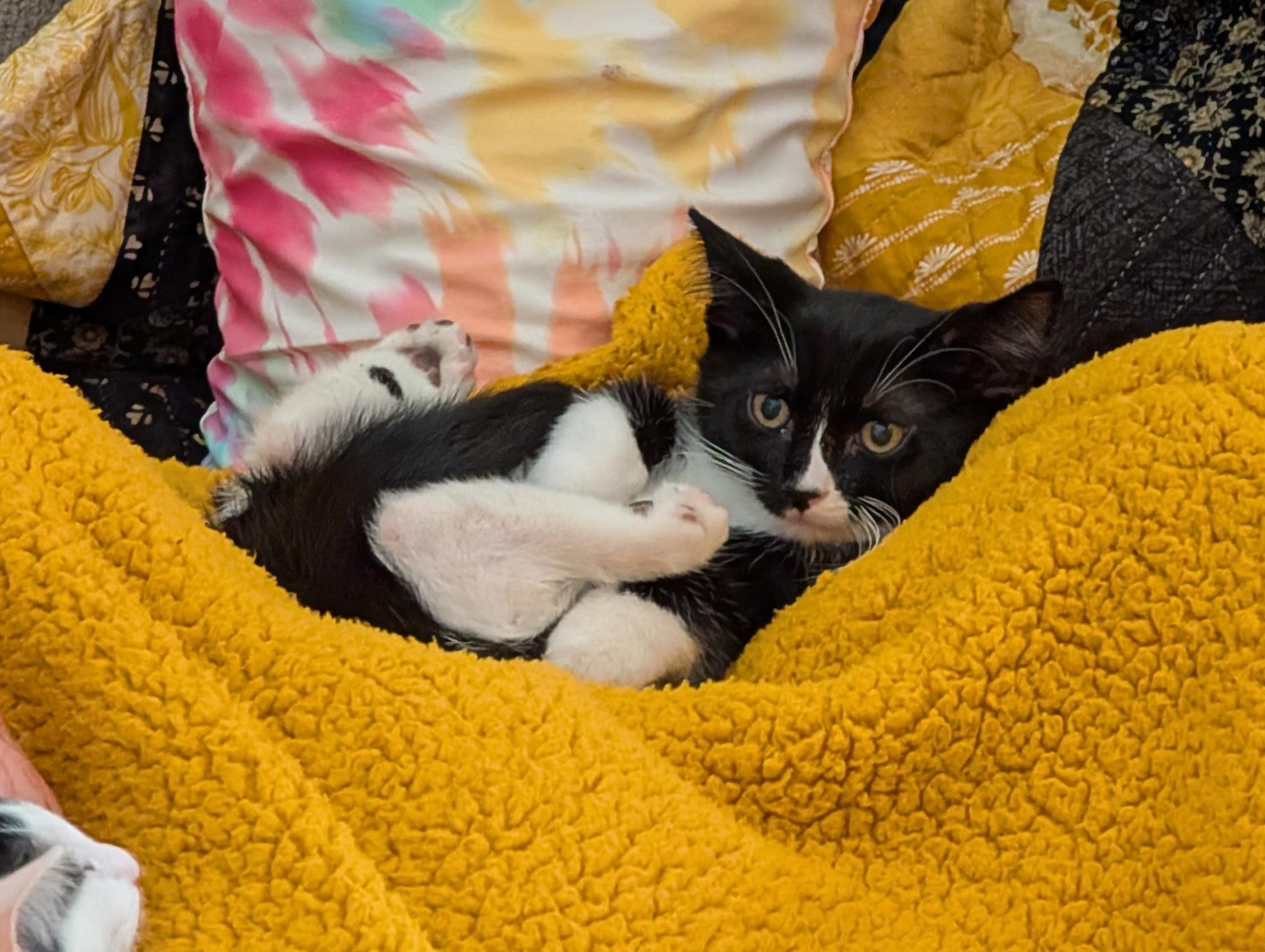 Cosmo