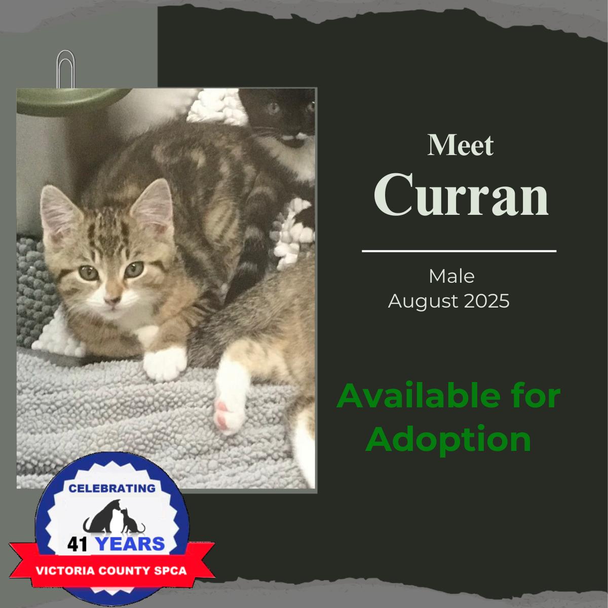 Curran, an adoptable Domestic Short Hair in Arthurette, NB, E7H 4C2 | Photo Image 1