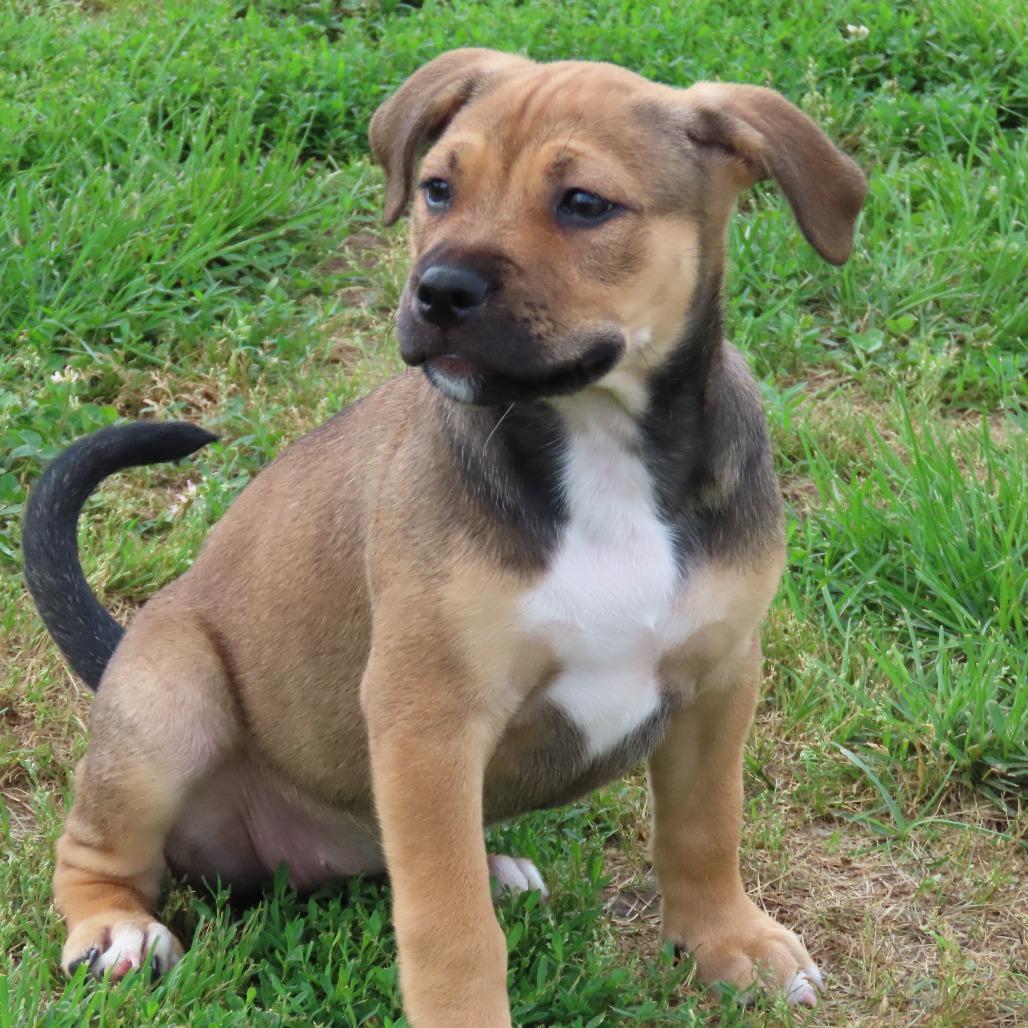 Fettuccini, Adoptable, Puppy Female Pit Bull Terrier.