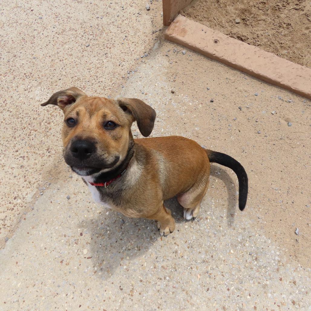 Fettuccini, a Adoptable Pit Bull Terrier in Jackson, MO image 2/5