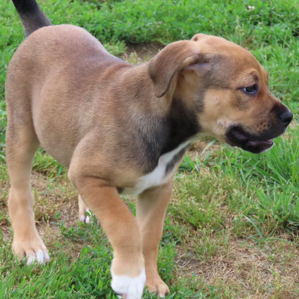 Fettuccini, a Adoptable Pit Bull Terrier in Jackson, MO image 3/5