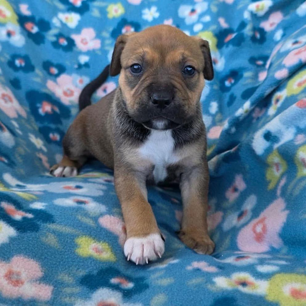 Fettuccini, a Adoptable Pit Bull Terrier in Jackson, MO image 4/5