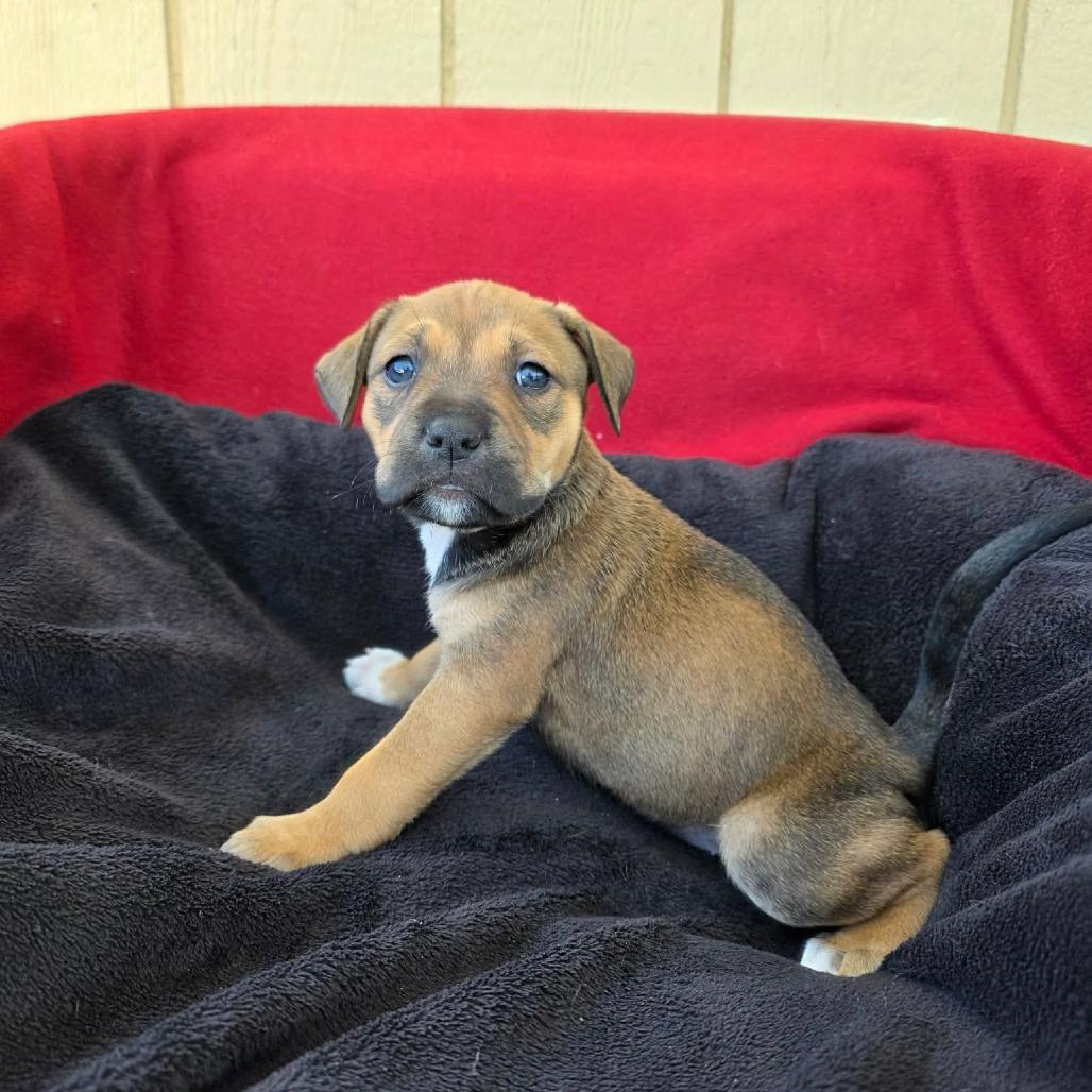 Fettuccini, a Adoptable Pit Bull Terrier in Jackson, MO image 5/5