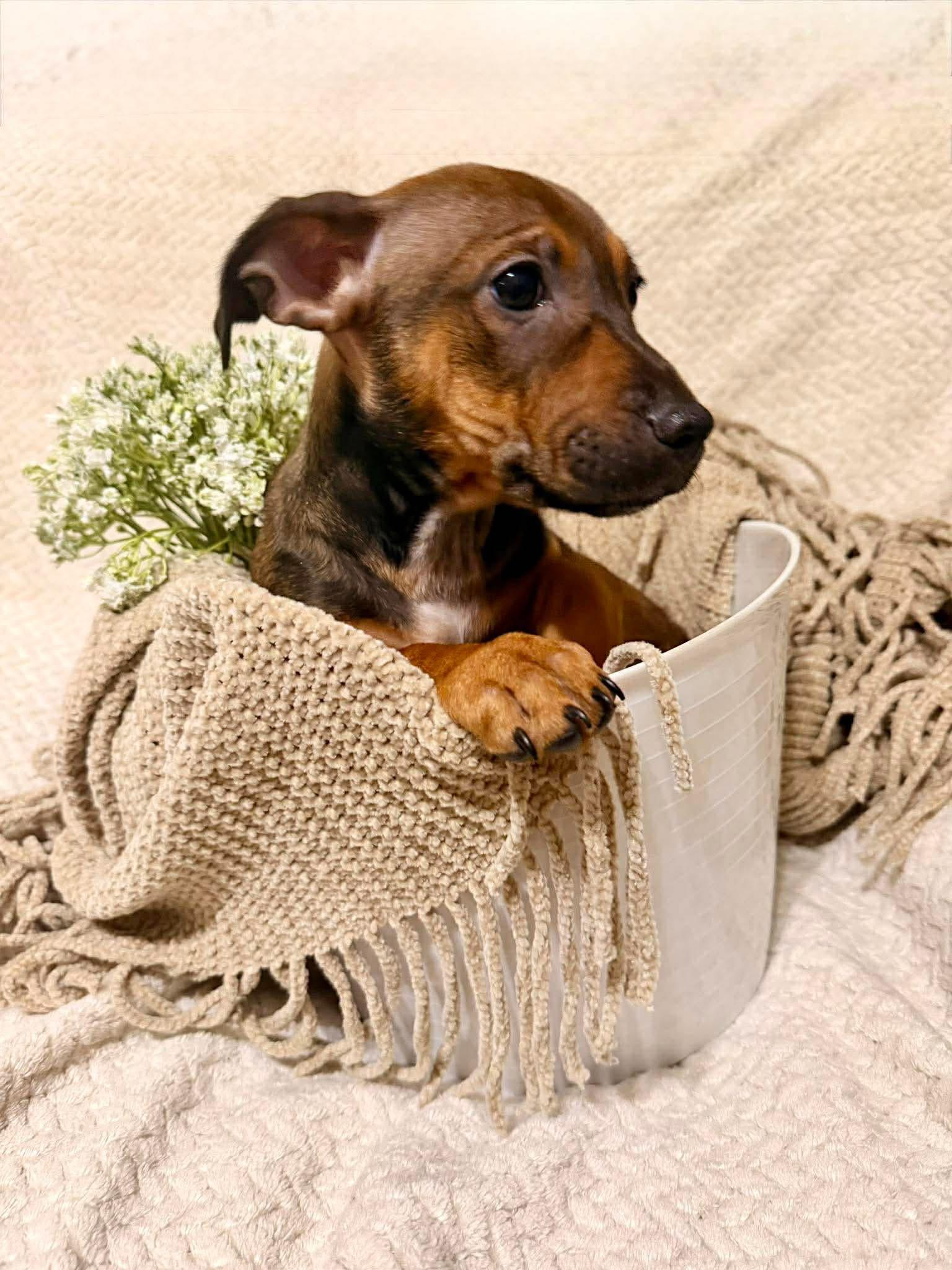 Mick, ADOPTABLE, Puppy Male Dachshund & Chihuahua.