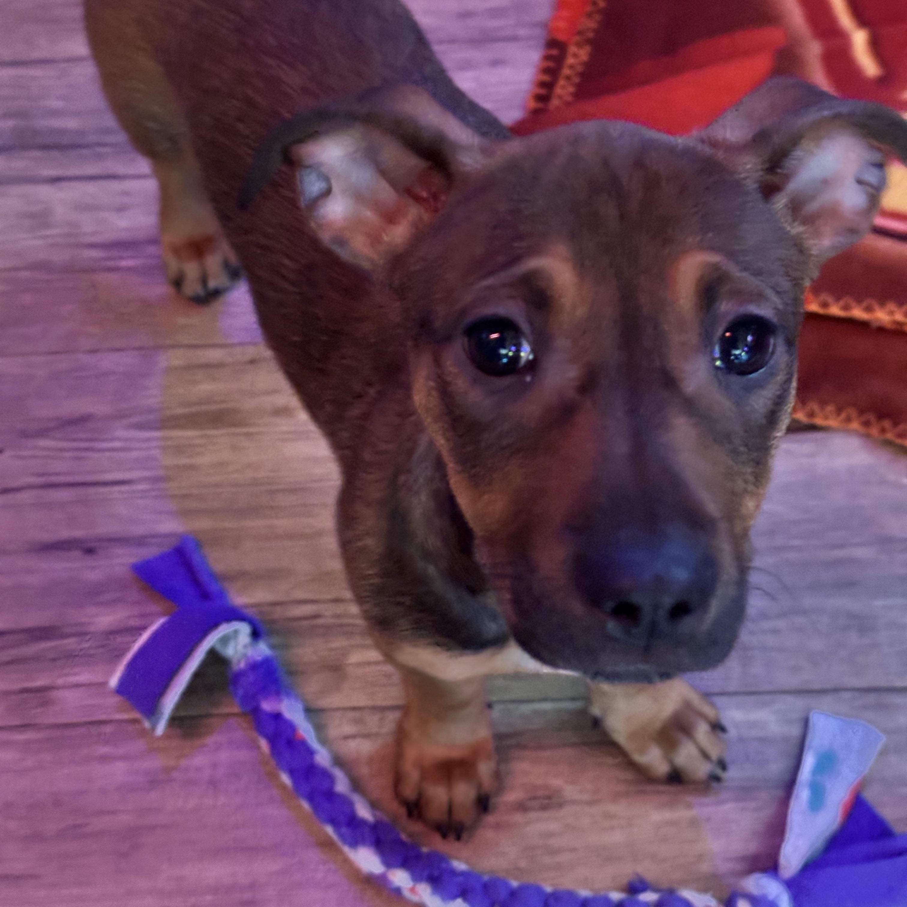 Enlarge Mick, a ADOPTABLE mixed breed in Sugar Grove, IL image 2/2