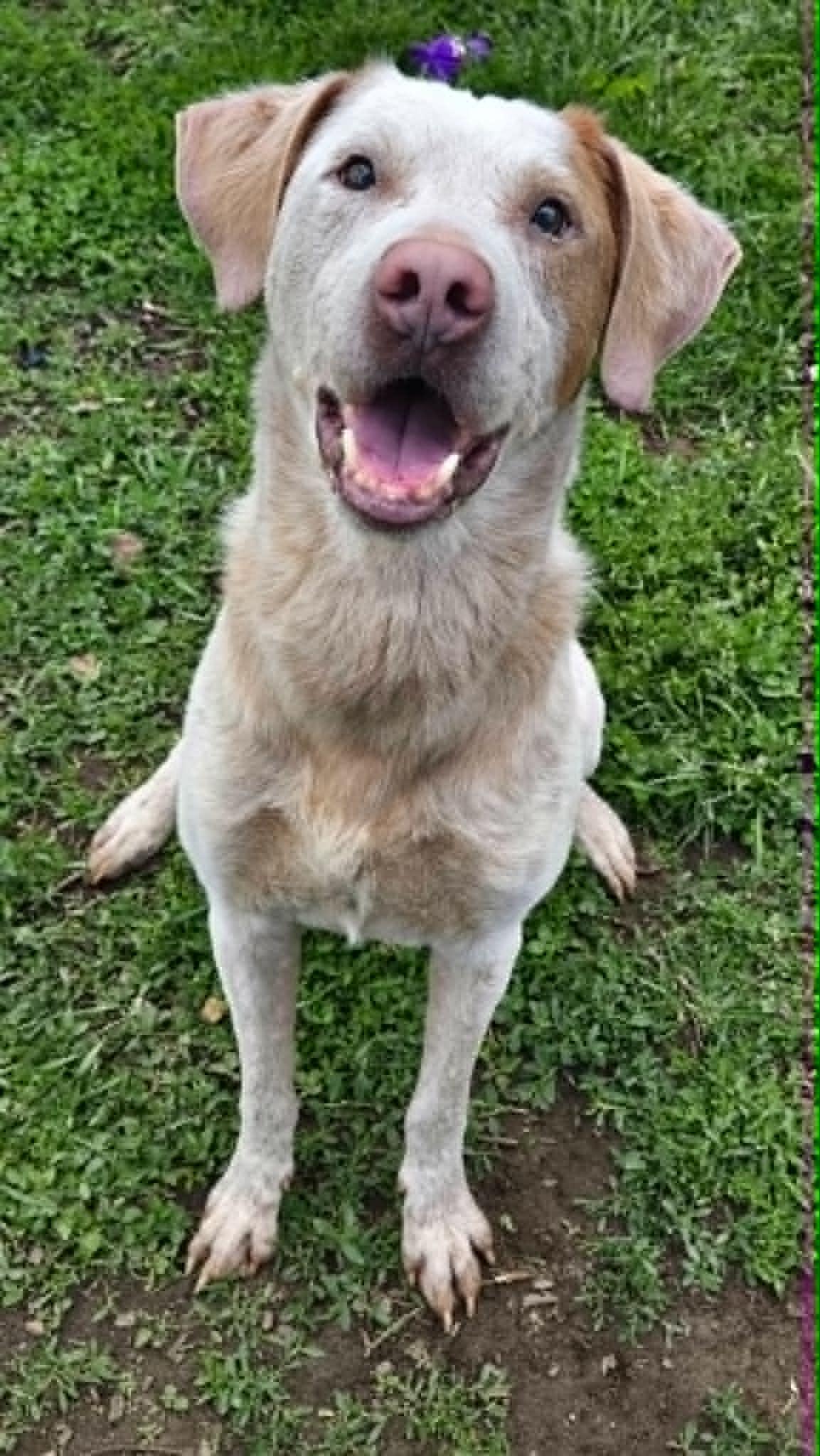 Enlarge Corduroy, a ADOPTABLE mixed breed in Martinsville, IN image 2/4