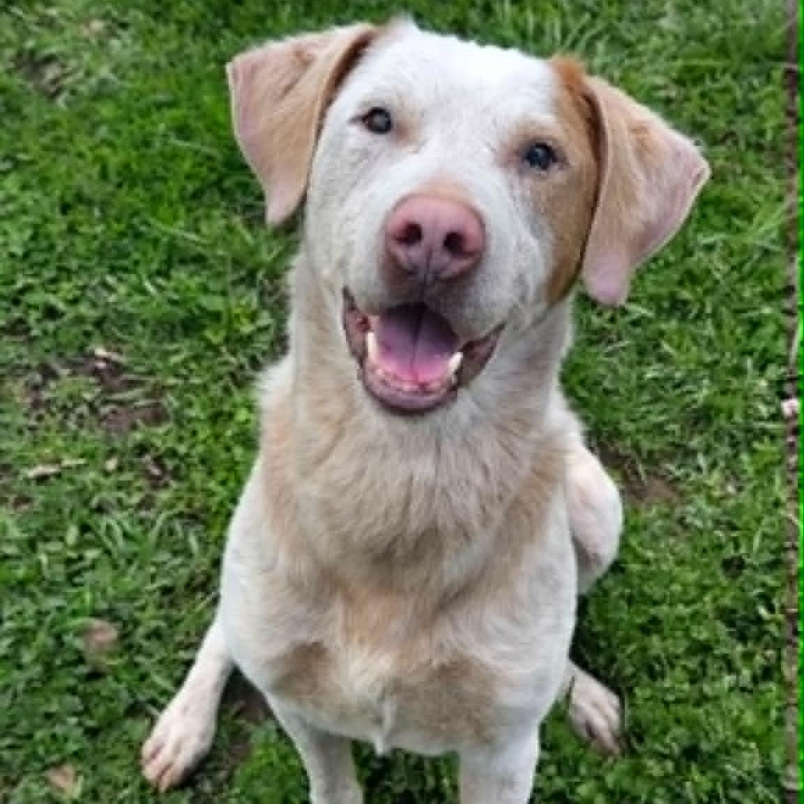 Enlarge Corduroy, a ADOPTABLE mixed breed in Martinsville, IN image 3/4