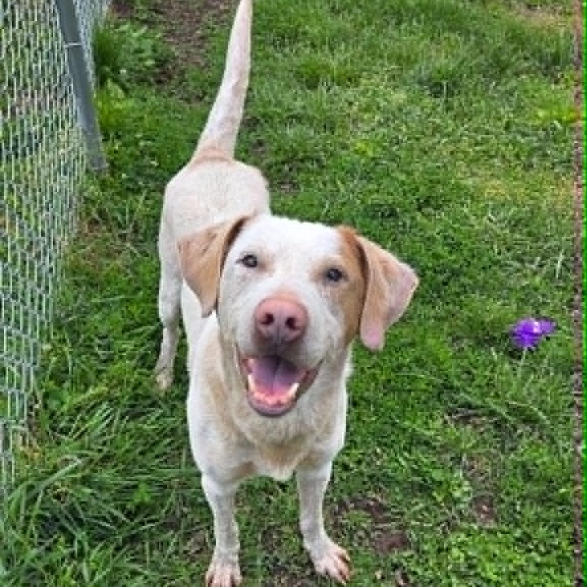 Enlarge Corduroy, a ADOPTABLE mixed breed in Martinsville, IN image 4/4