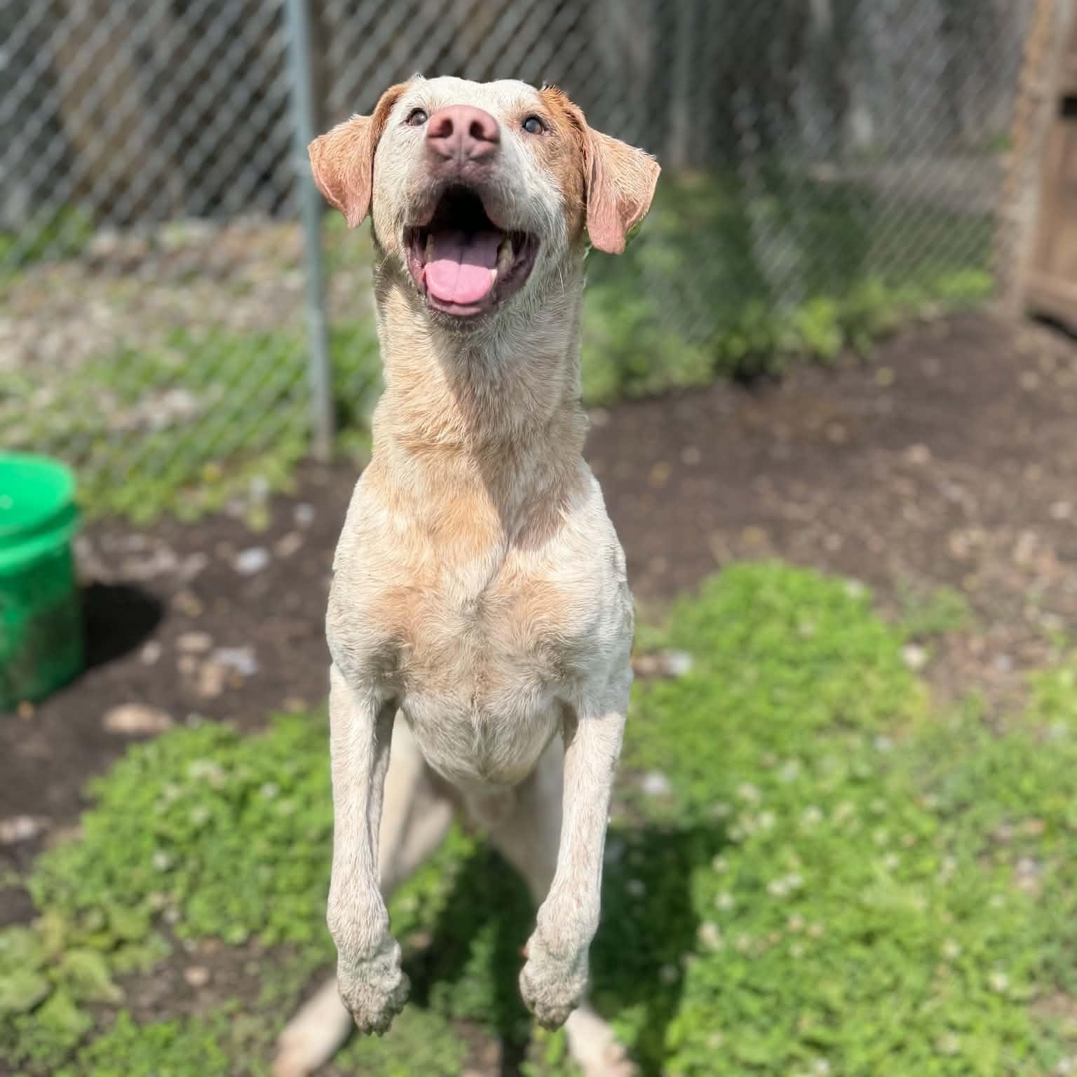 Corduroy, a ADOPTABLE mixed breed in Martinsville, IN image 5/5