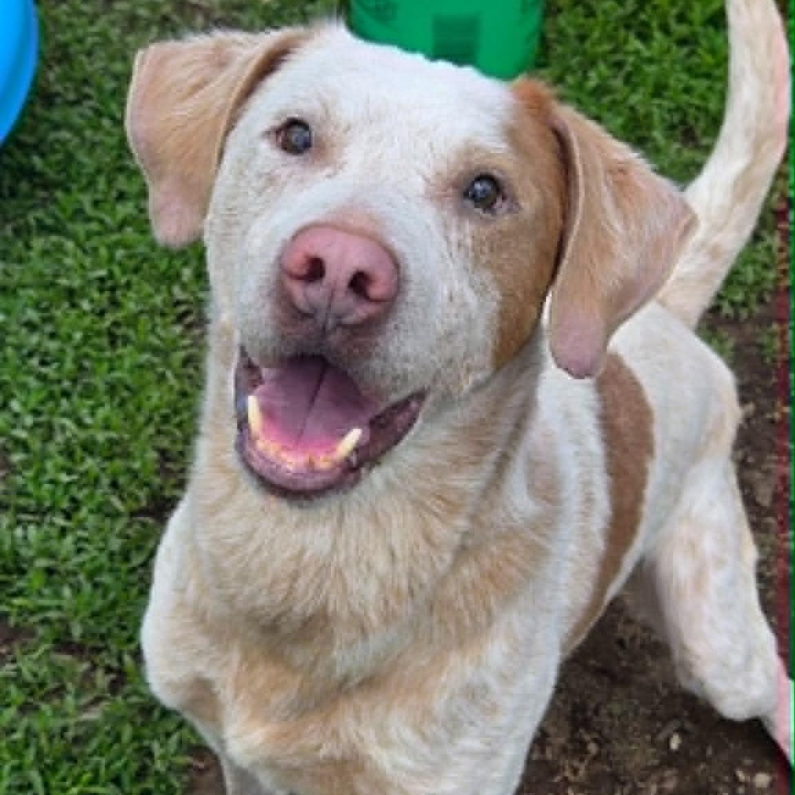 Enlarge Corduroy, a ADOPTABLE mixed breed in Martinsville, IN image 1/4