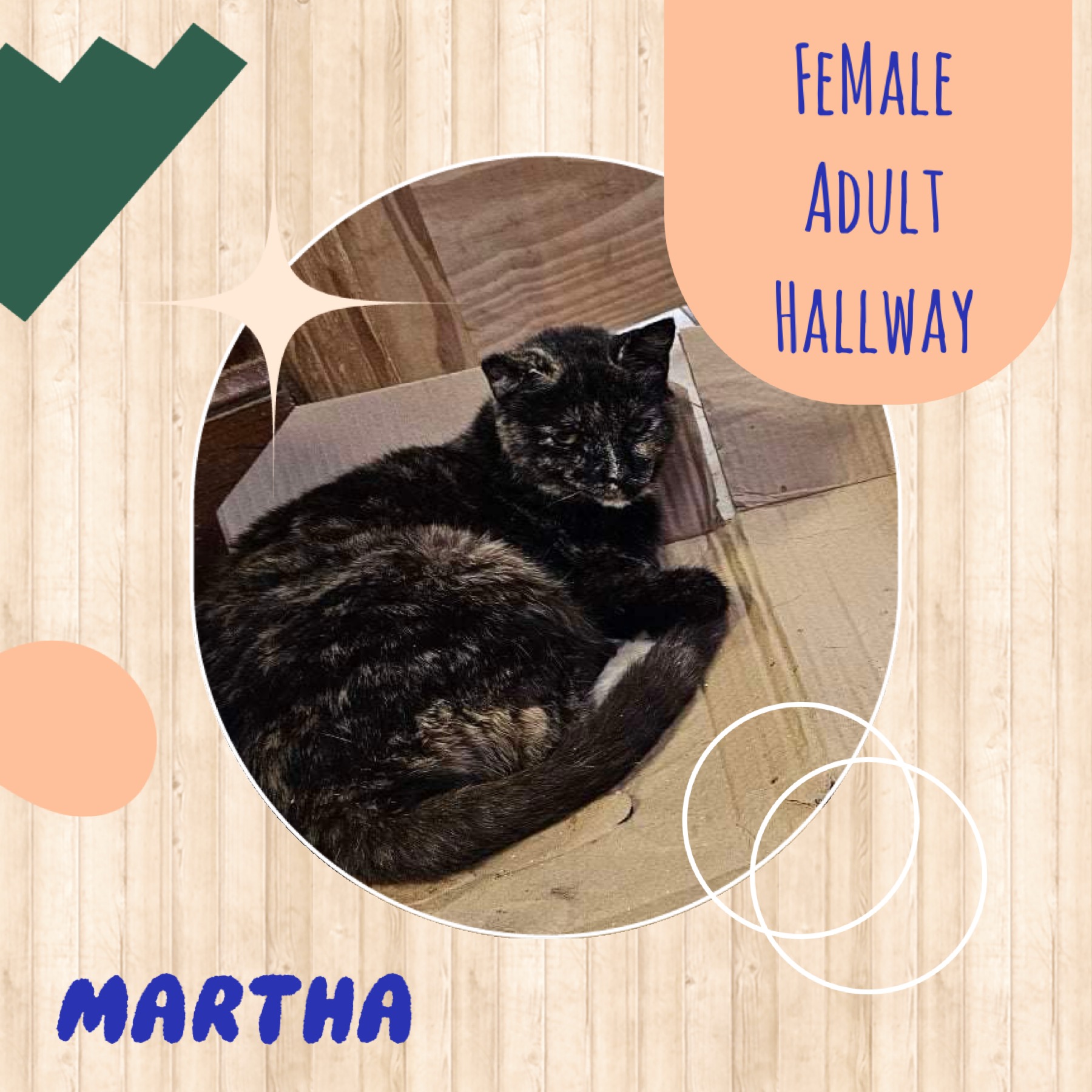 Martha, an adoptable Tortoiseshell in Elloree, SC, 29047 | Photo Image 1