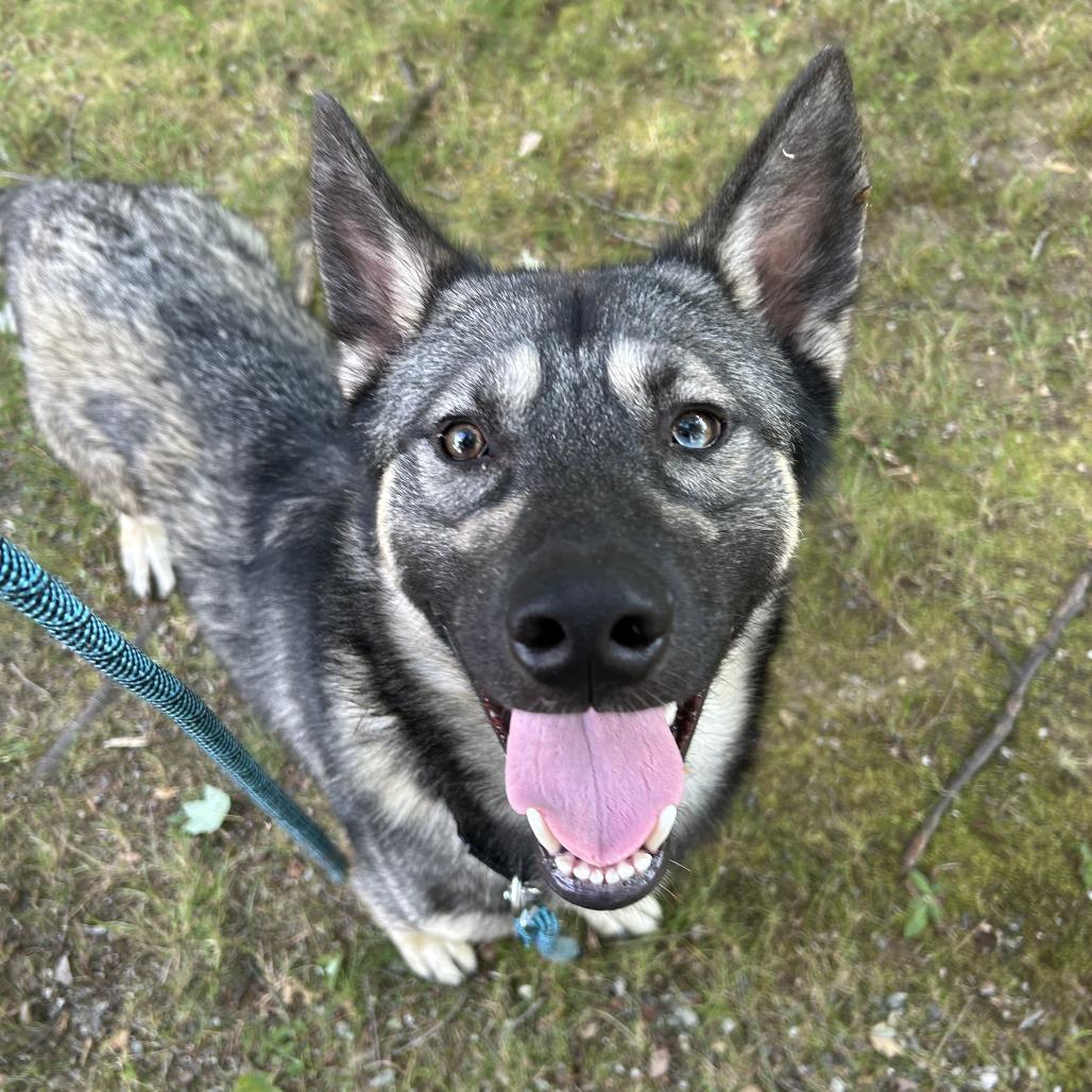 Yeti, Adoptable, Adult Male Husky & Mixed Breed.