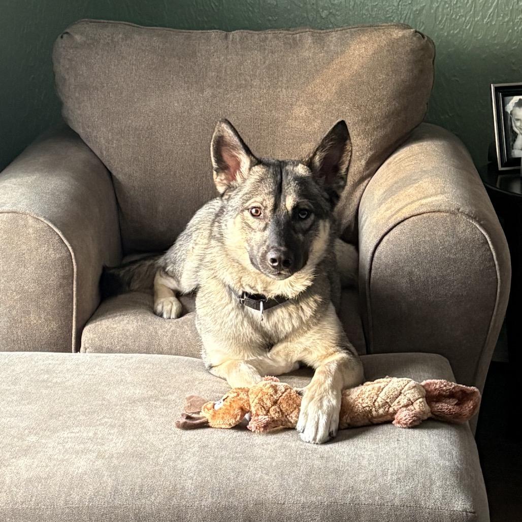 Enlarge Yeti, a Adoptable mixed breed in Bedford, NH image 2/6