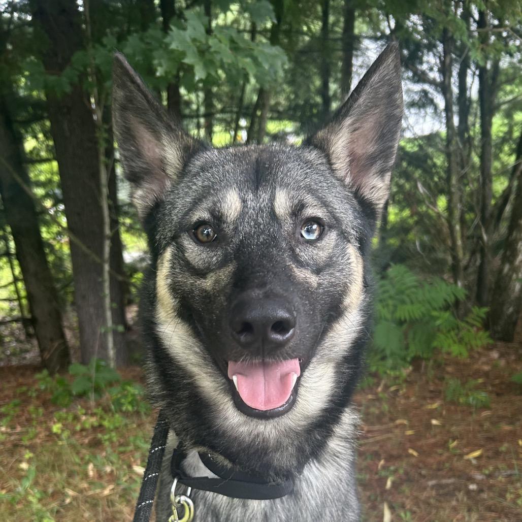 Enlarge Yeti, a Adoptable mixed breed in Bedford, NH image 4/6