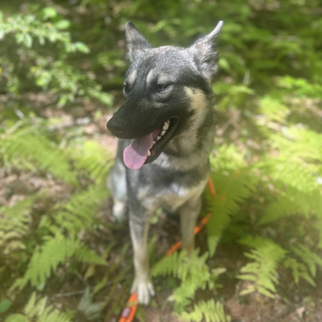 Enlarge Yeti, a Adoptable mixed breed in Bedford, NH image 5/6