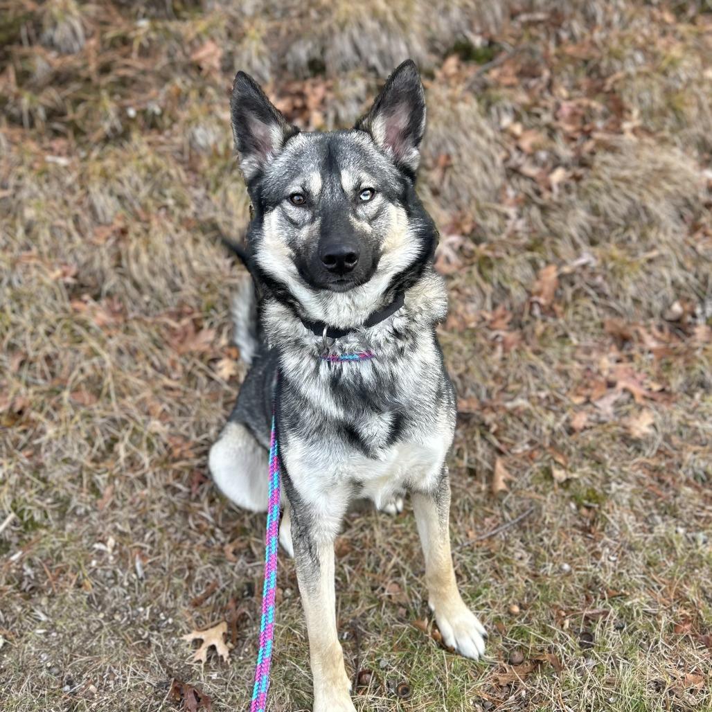 Enlarge Yeti, a Adoptable mixed breed in Bedford, NH image 6/6