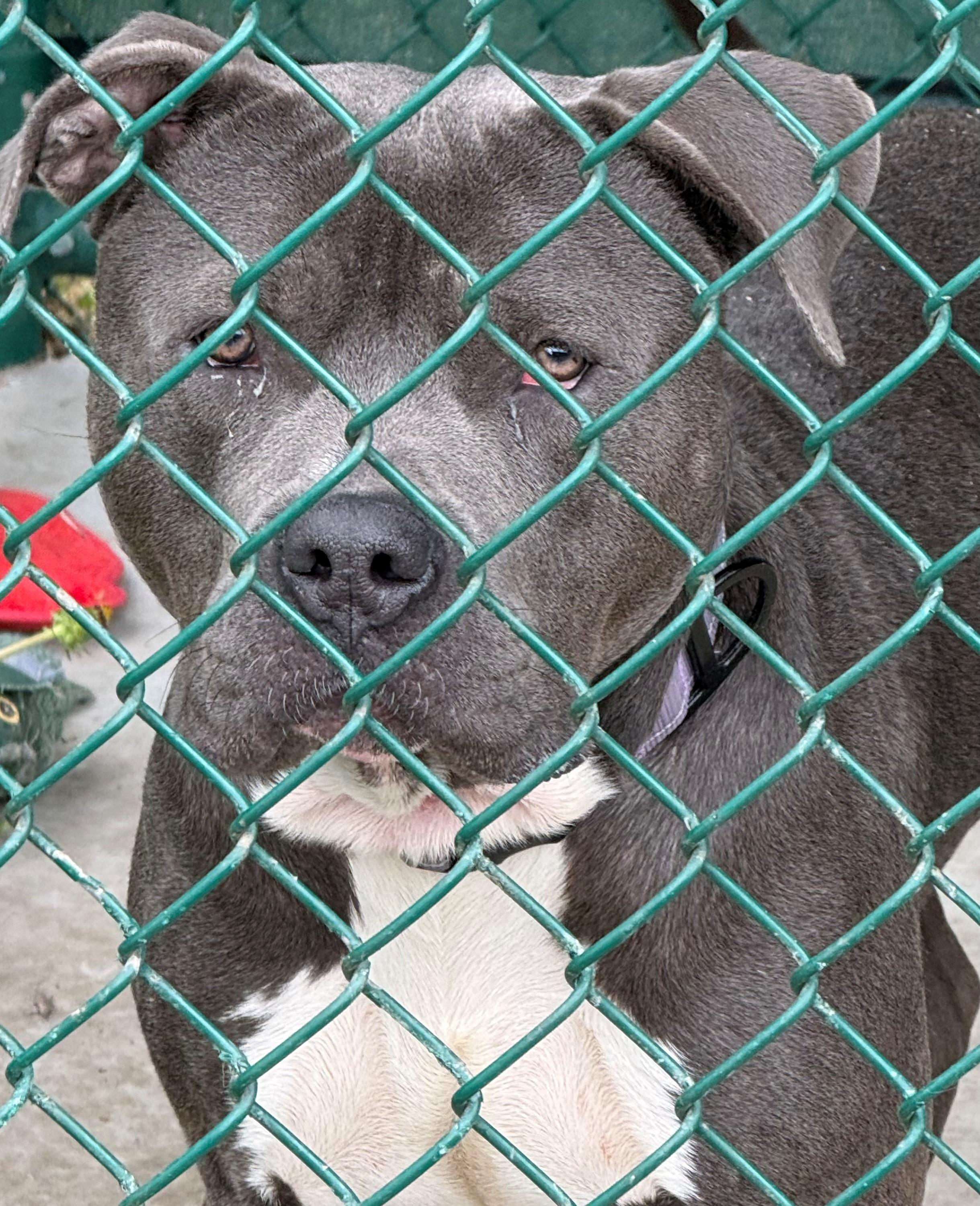 Franklin, ADOPTABLE, Adult Male Pit Bull Terrier.