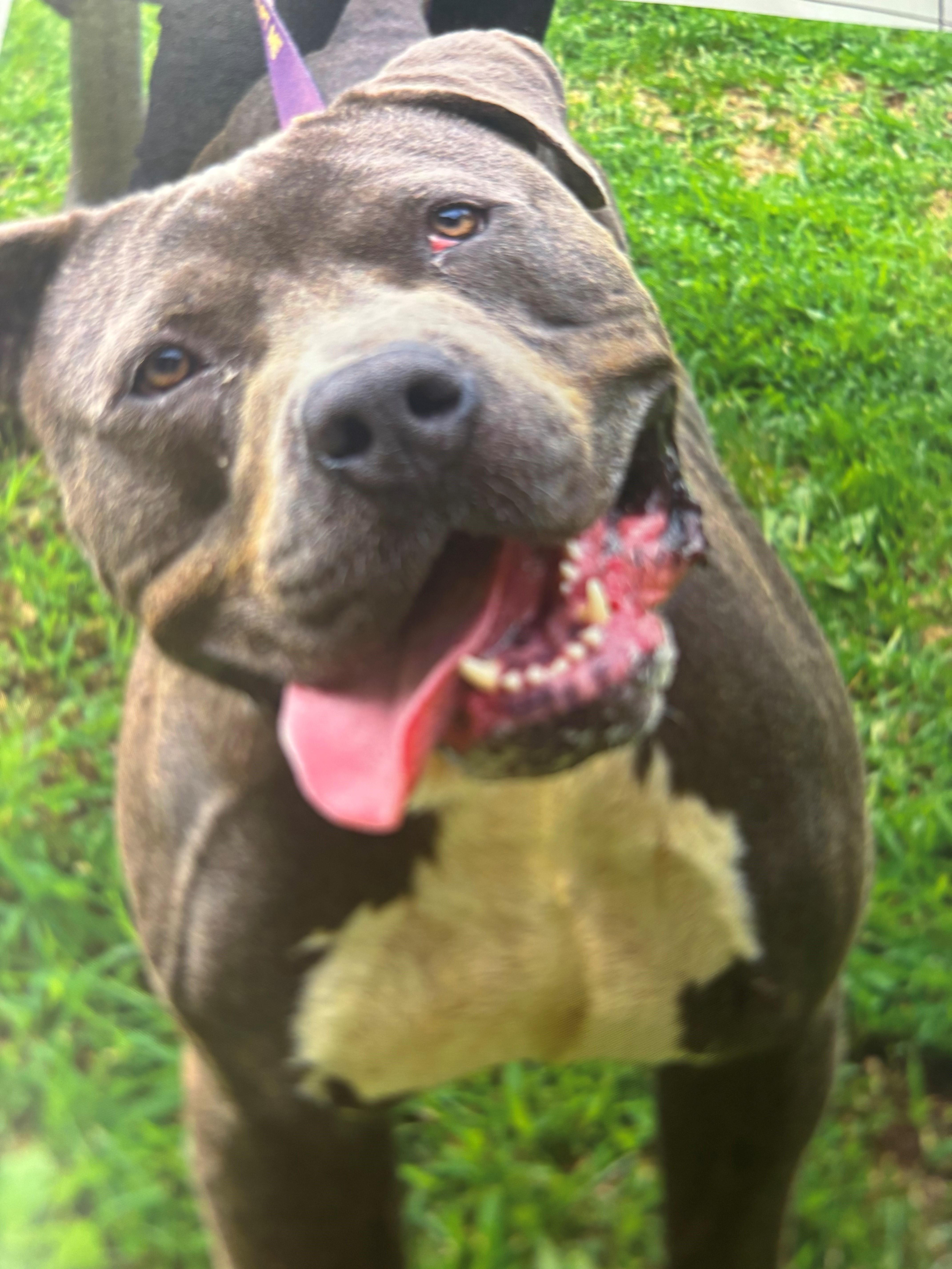 Franklin, ADOPTABLE, Adult Male Pit Bull Terrier.