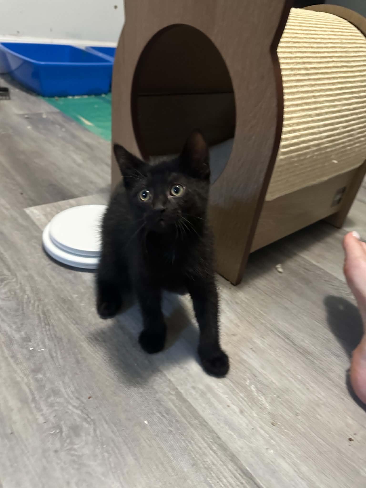 Rotini, an adopted Domestic Short Hair in Shakespeare, ON image 4/4