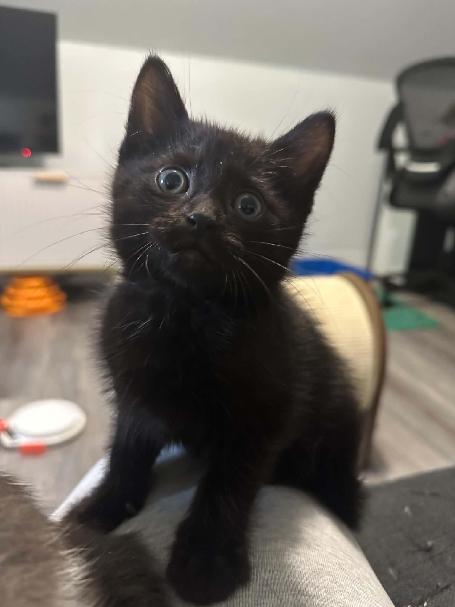 Rotini, adopted, Kitten Male Domestic Short Hair.