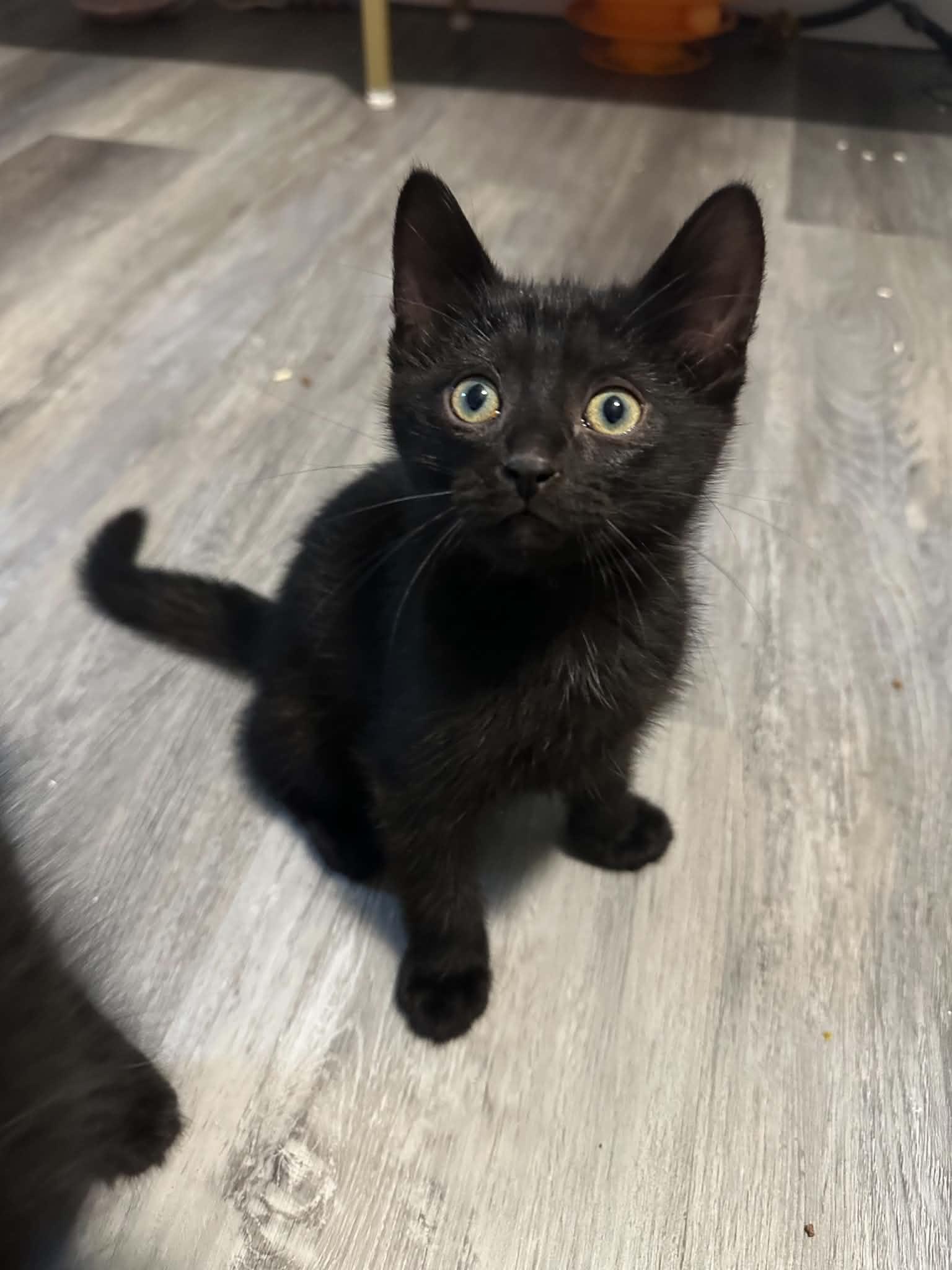 Rotini, an adopted Domestic Short Hair in Shakespeare, ON image 2/4