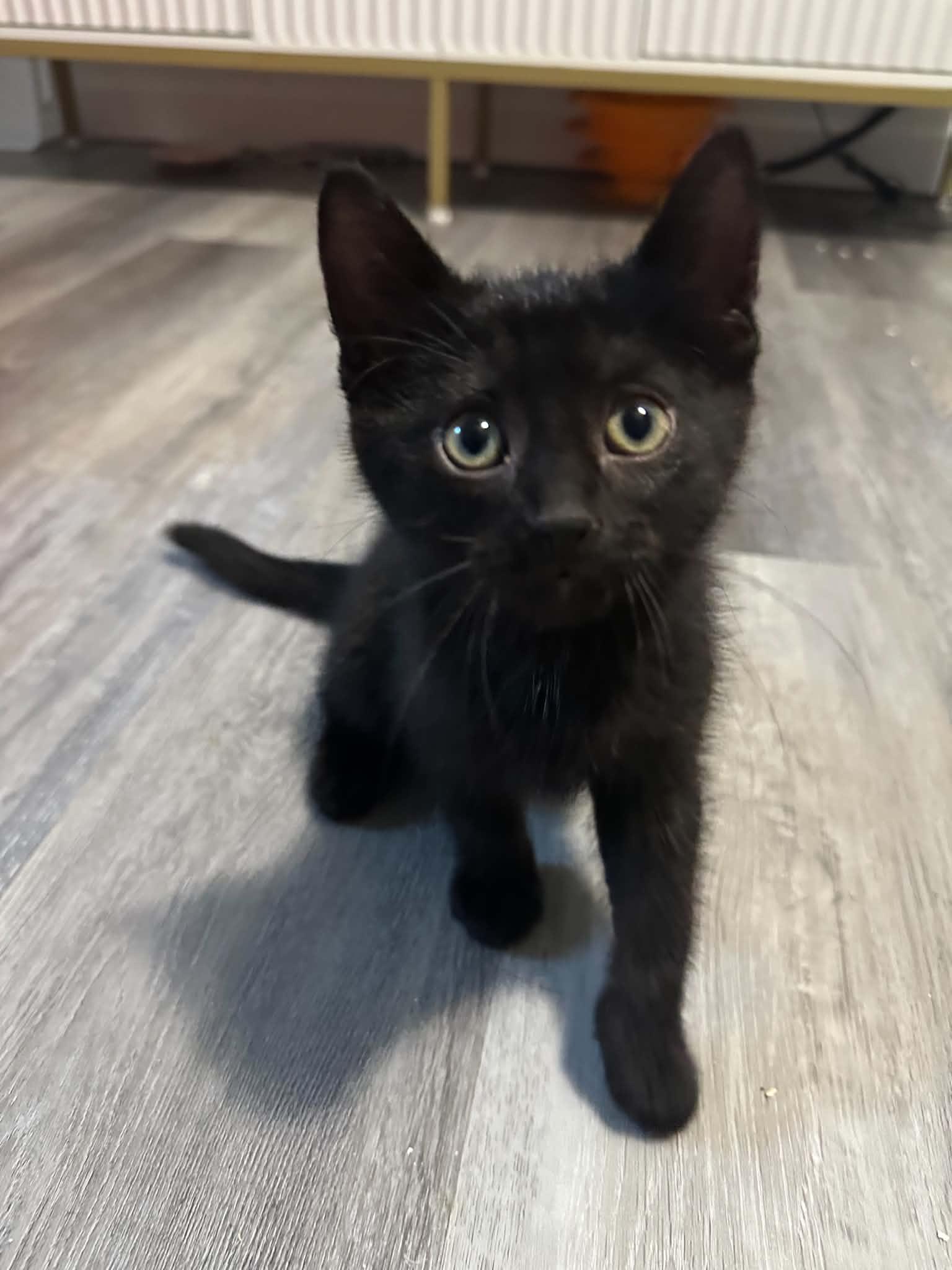 Rotini, an adopted Domestic Short Hair in Shakespeare, ON image 3/4