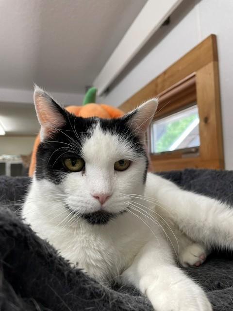 Sundae, ADOPTABLE, Adult Female Domestic Short Hair.