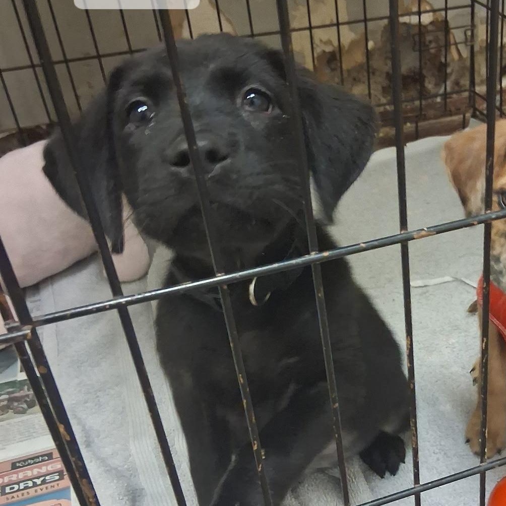 Mitzi, Adoptable, Puppy Female Labrador Retriever & Catahoula Leopard Dog.