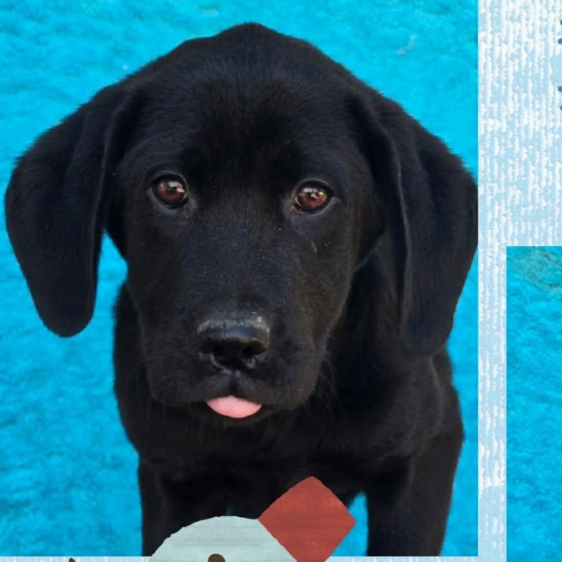 Mitzi, Adoptable, Puppy Female Labrador Retriever & Catahoula Leopard Dog.