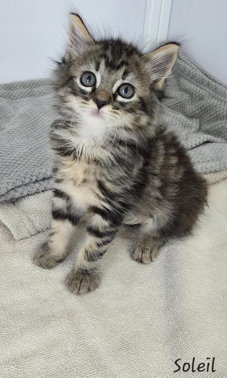 Enlarge Soleil, an adopted mixed breed in Key Largo, FL image 6/6