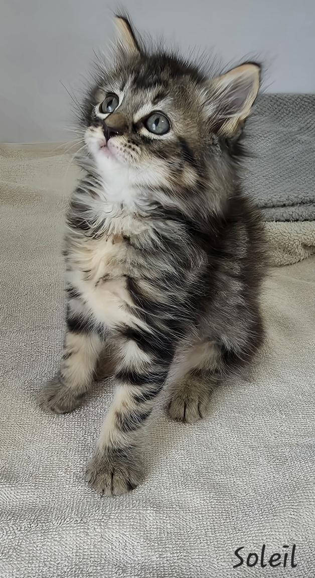 Enlarge Soleil, an adopted mixed breed in Key Largo, FL image 4/6