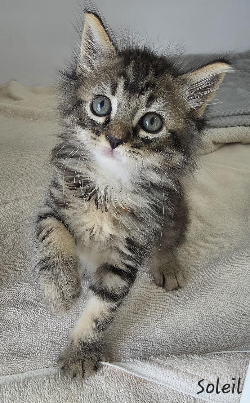 Enlarge Soleil, an adopted mixed breed in Key Largo, FL image 2/6