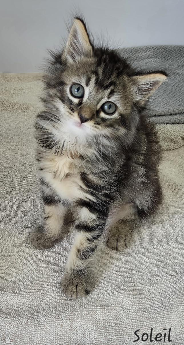 Enlarge Soleil, an adopted mixed breed in Key Largo, FL image 5/6