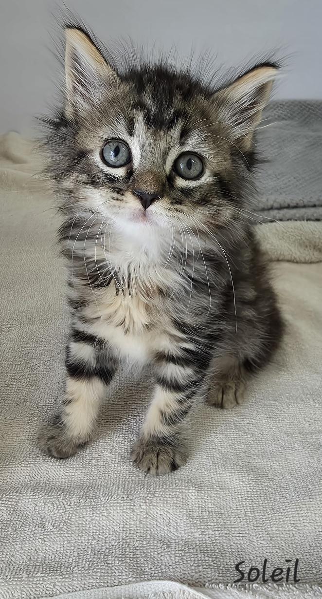 Enlarge Soleil, an adopted mixed breed in Key Largo, FL image 3/6