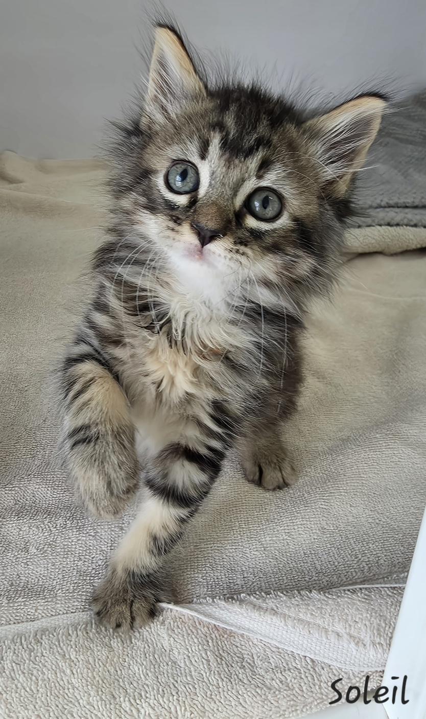 Soleil, adopted, Young Female Domestic Long Hair.