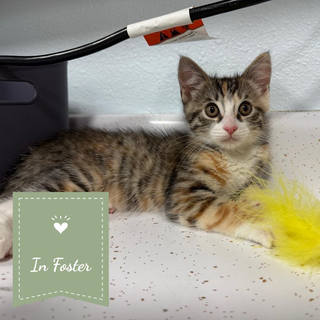 Bambi, Adoptable, Kitten Female Domestic Short Hair.