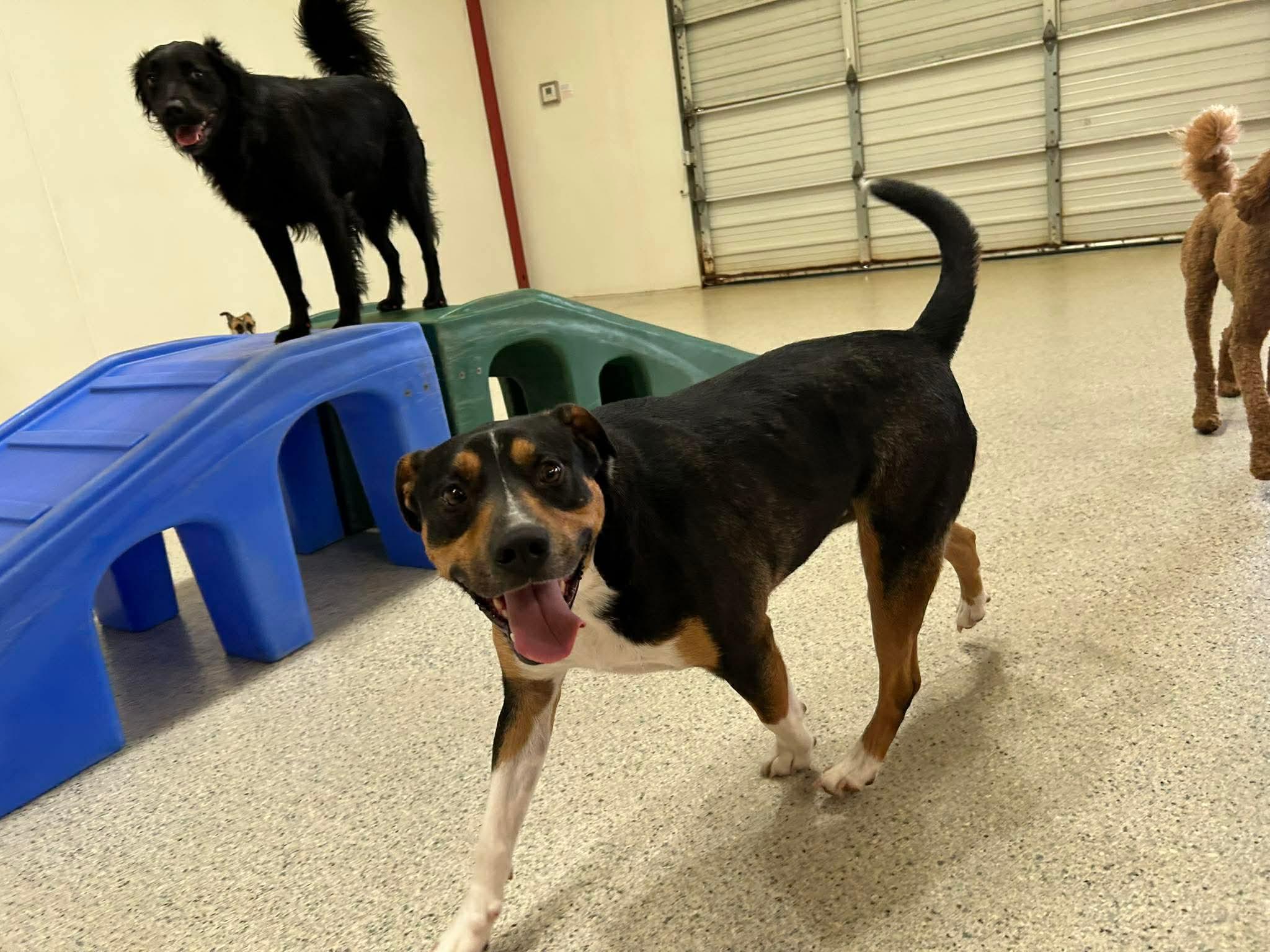 Johnny Ray, a Mixed Breed