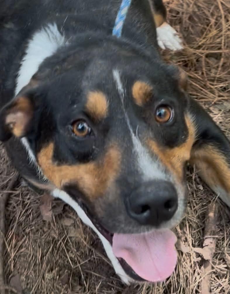 Johnny Ray, a Adoptable mixed breed in New Orleans, LA image 5/5