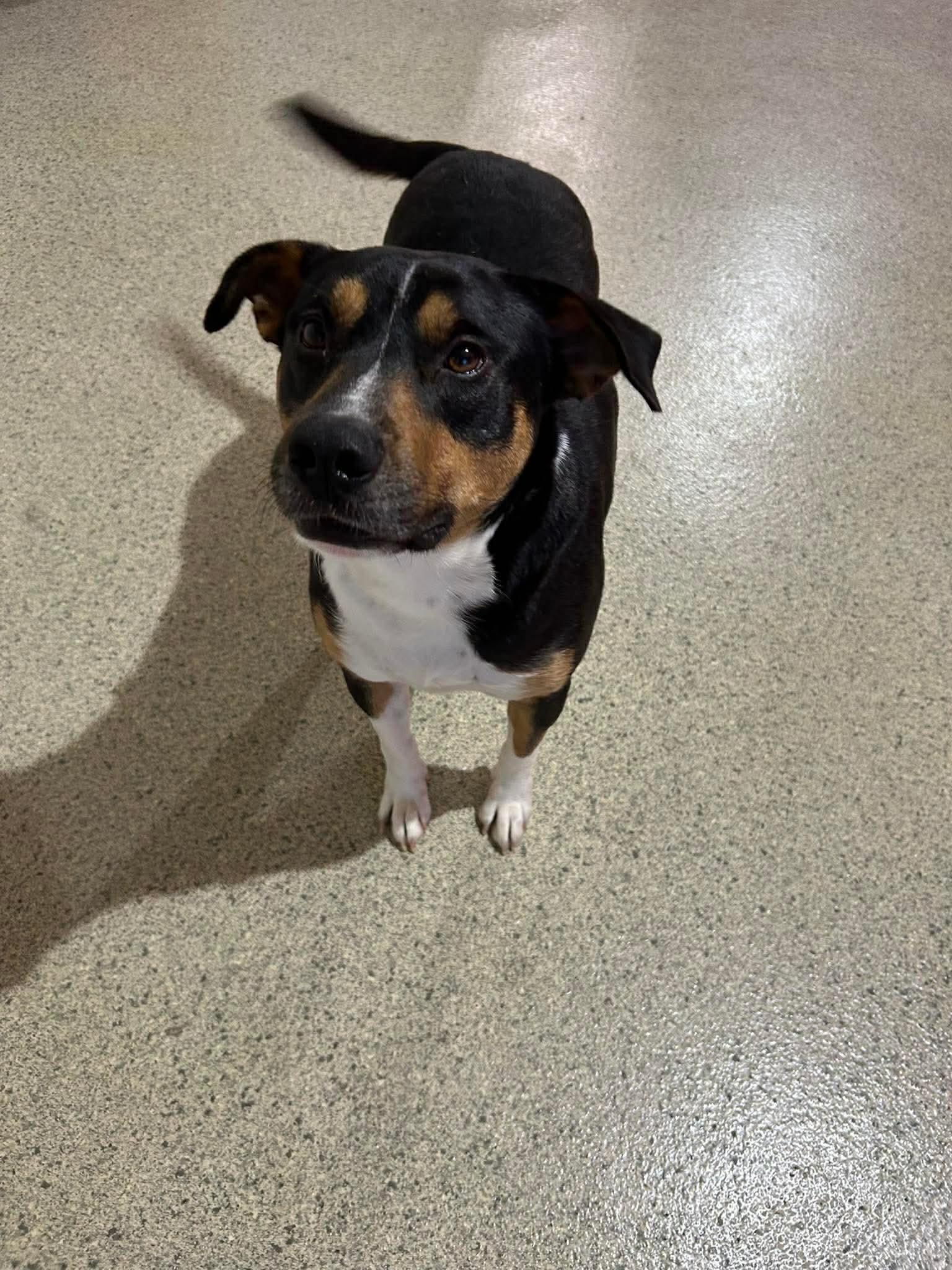 Johnny Ray, a Adoptable mixed breed in New Orleans, LA image 4/5