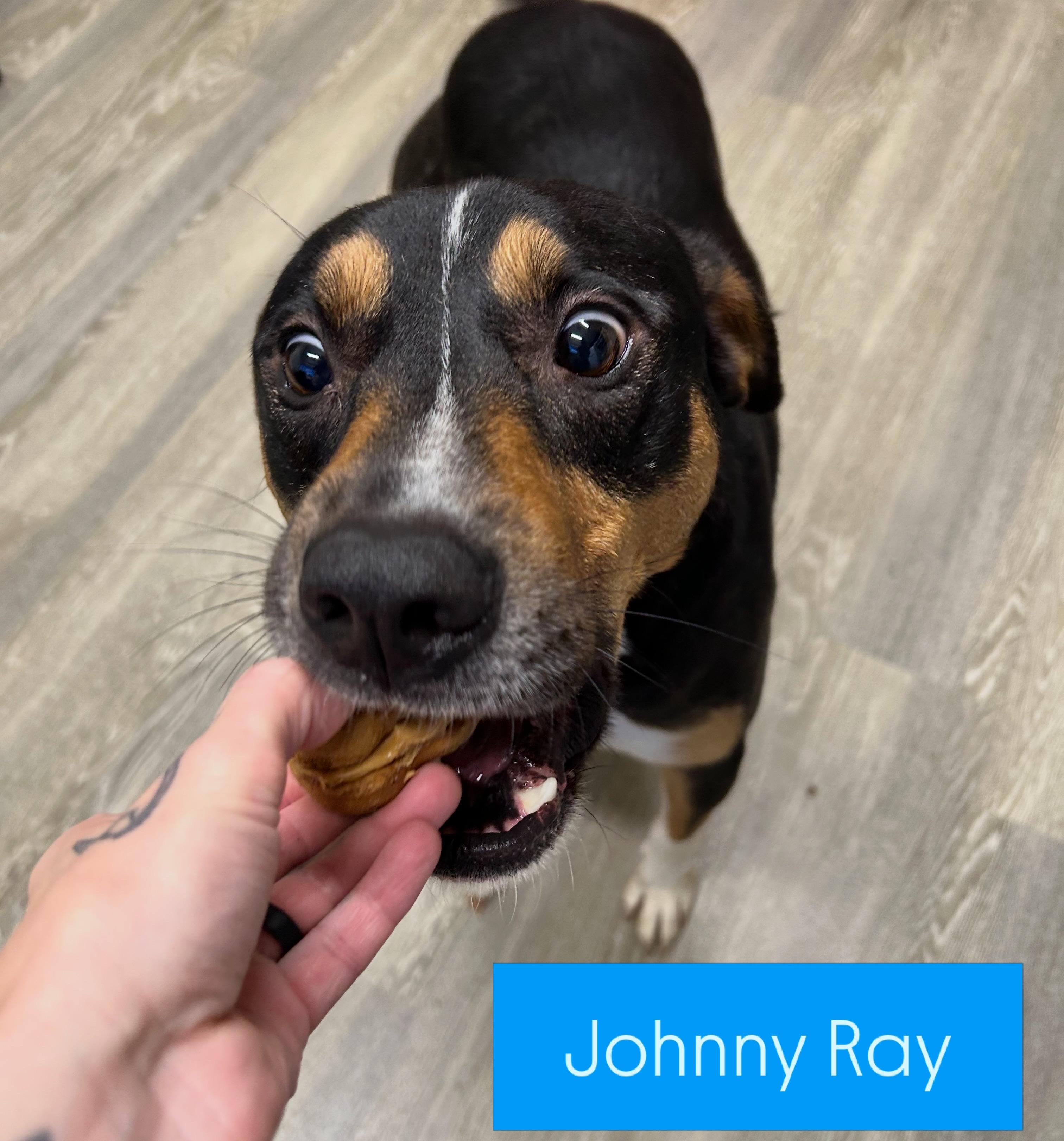 Johnny Ray, Adoptable, Adult Male Mixed Breed.