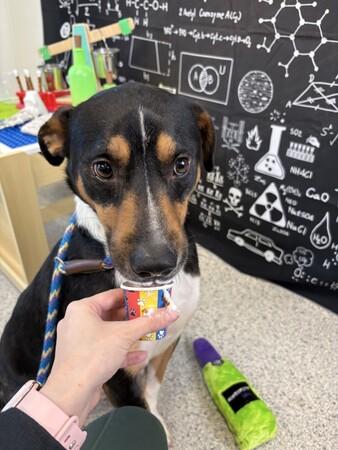 Enlarge Johnny Ray, a Adoptable mixed breed in New Orleans, LA image 4/5