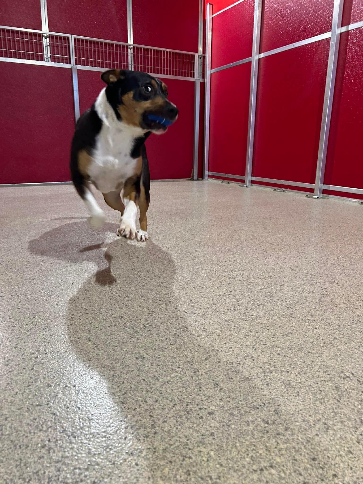 Johnny Ray, a Adoptable mixed breed in New Orleans, LA image 5/5