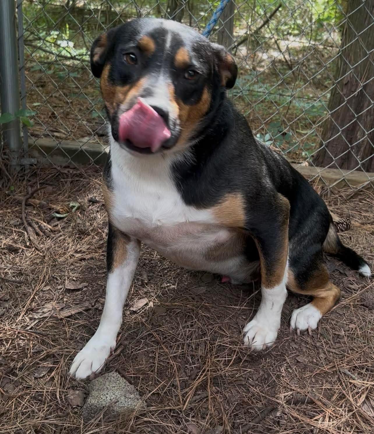 Johnny Ray, a Adoptable mixed breed in New Orleans, LA image 3/5