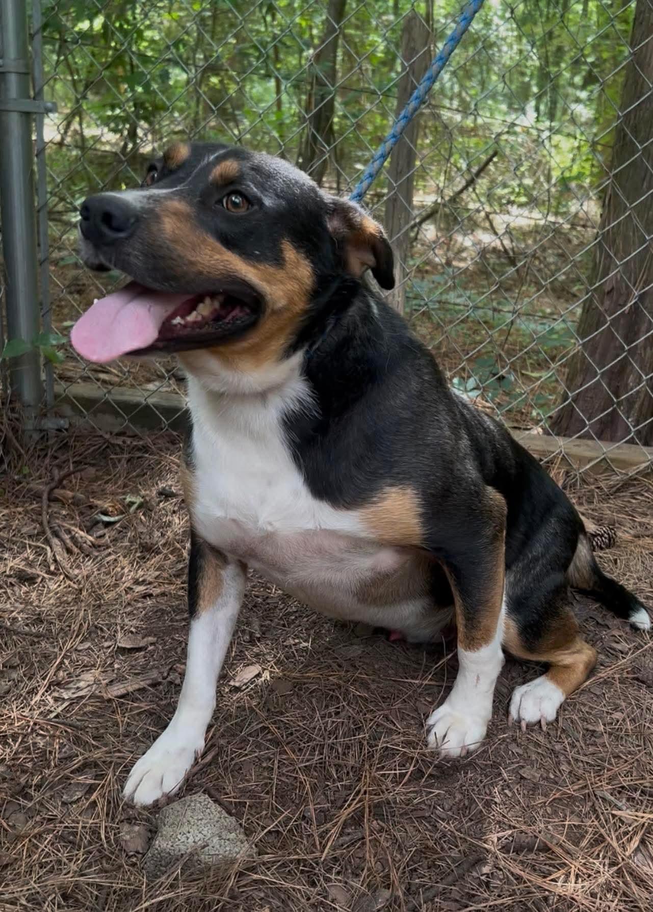 Johnny Ray, a Adoptable mixed breed in New Orleans, LA image 4/5