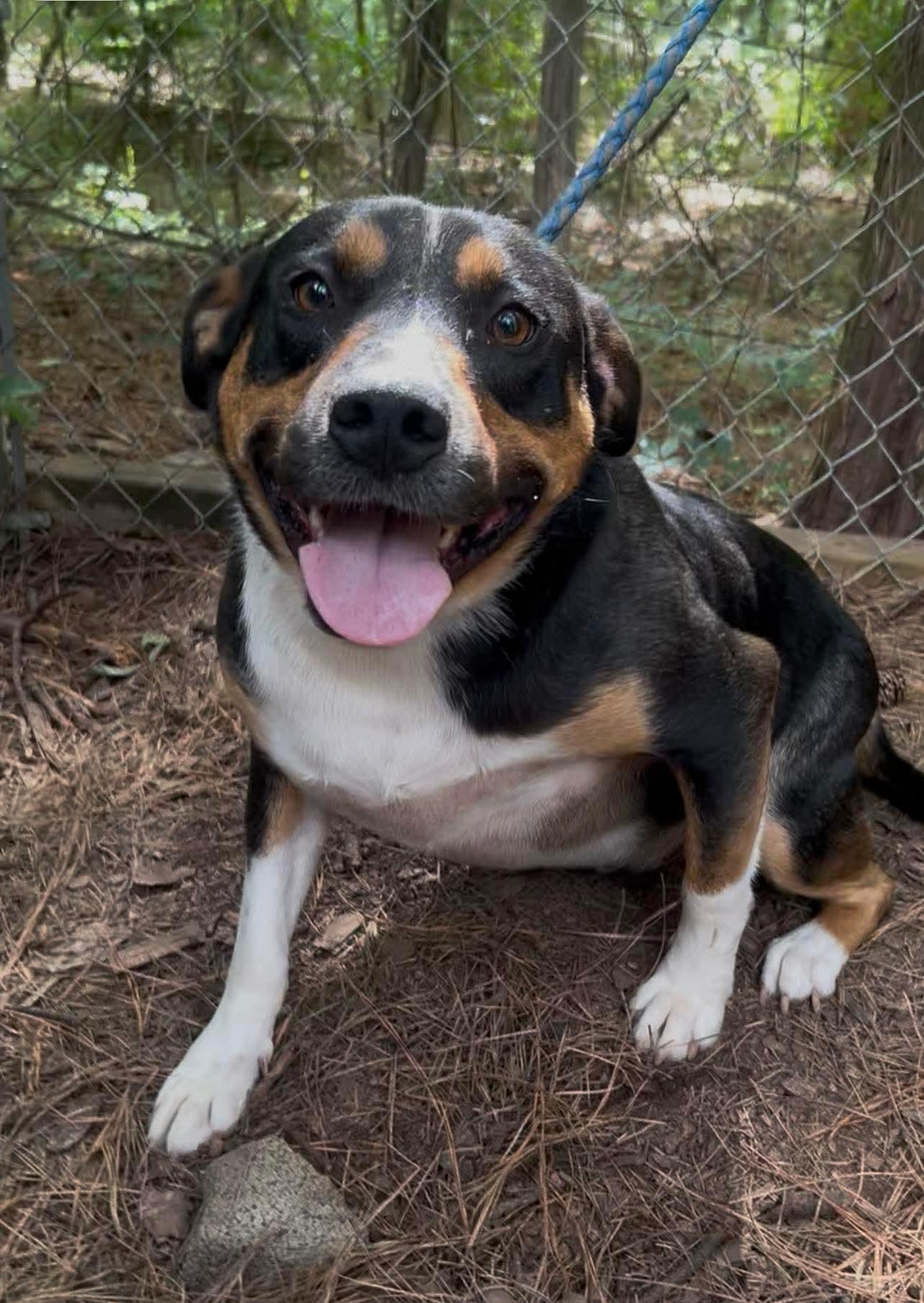 Johnny Ray, a Adoptable mixed breed in New Orleans, LA image 1/5