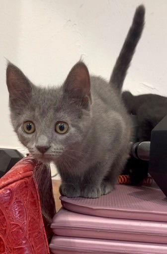 Kitten Jynx, a Adopted Domestic Short Hair in Seal Beach, CA image 1/3