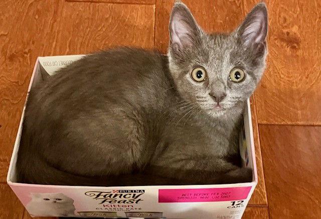 Kitten Jynx, a Adopted Domestic Short Hair in Seal Beach, CA image 2/3